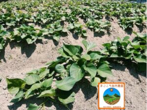 スイーツ級！無農薬とろける蜜芋「紅はるか」 5kg【送料込み】